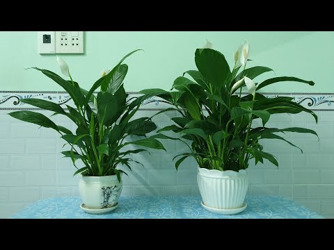 Video: Chlorophytum (60 ảnh): Chăm Sóc Hoa Trong Nhà Tại Nhà. Cây Trông Như Thế Nào? Các Bệnh Có Thể Xảy Ra