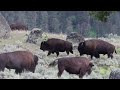 Terrifying Bison Fights Just Feet from Yellowstone Visitors Vehicle