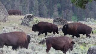 Terrifying Bison Fights Just Feet from Yellowstone Visitors Vehicle