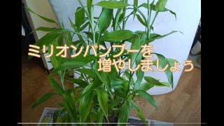 ミリオンバンブーを増やしましょう Youtube ミリオンバンブーを増やしましょう Youtube