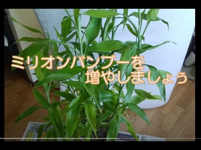 ミリオンバンブーを増やしましょう Youtube