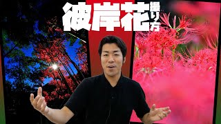 【初心者でも】彼岸花(曼珠沙華)を失敗しないで上手に撮る撮り方のポイントとは【オート先生】