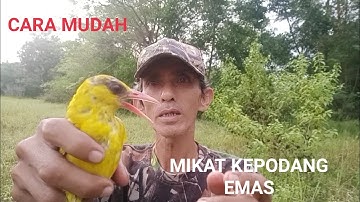 CARA CEPAT MIKAT KEPODANG EMAS