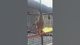 pijantung gunung gacor Besetan Tajam