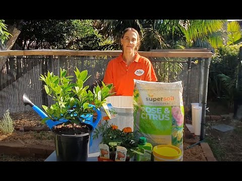 Potting up a Lemon Tree with Strawberries and Marigolds