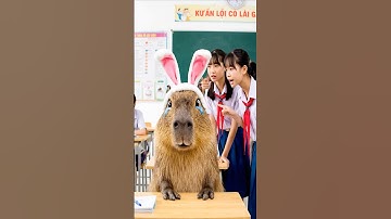 Thắm nghĩ Capybara lấy hộp cơm của mình - Sự thật có phải vậy ? #ongbavaboss #capybara