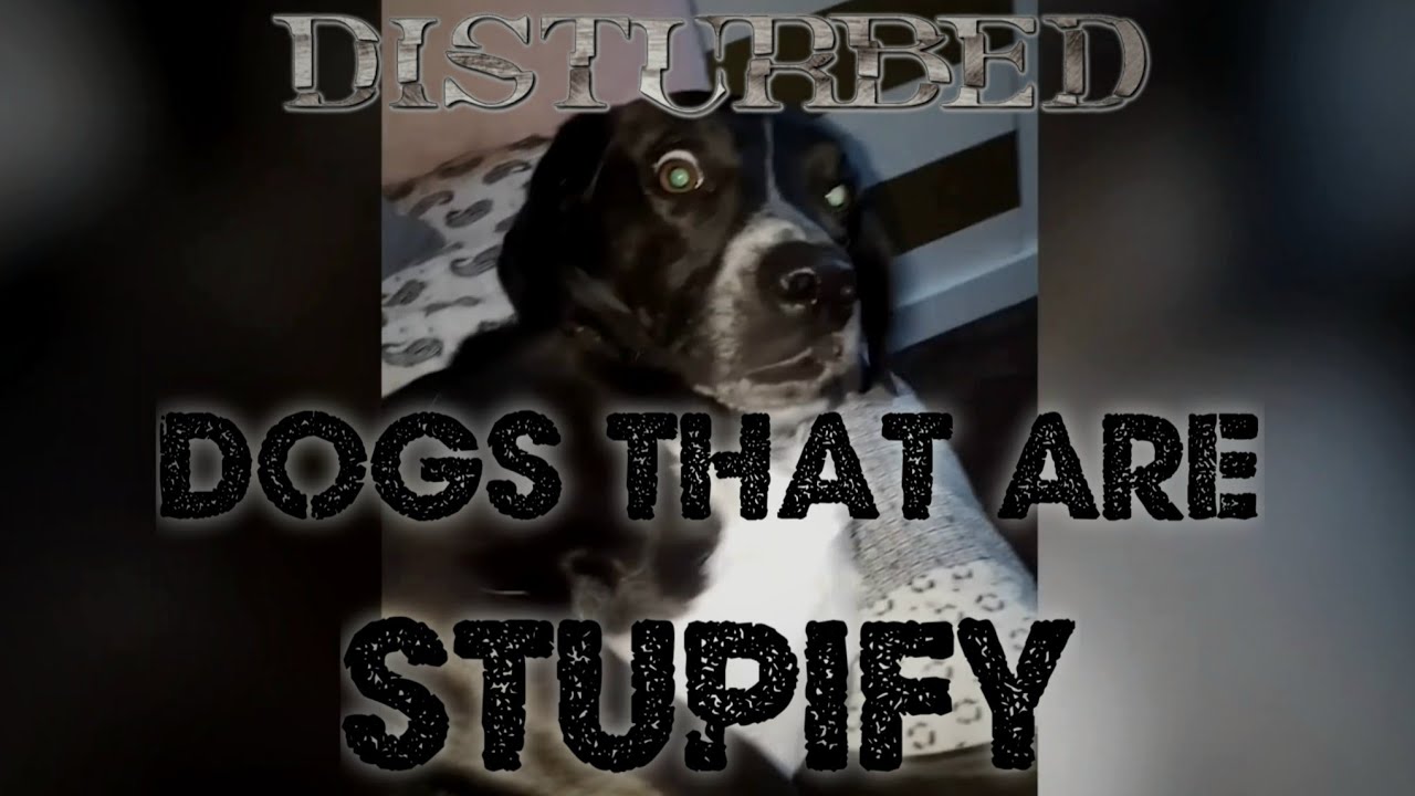 Disturbed Dogs That Are Stupify - YouTube