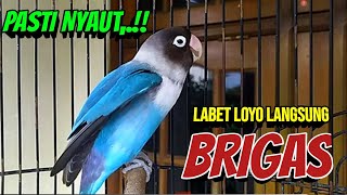 Lovebird Fighter Ngekek Panjang, BARU DENGAR Sesaat, Lovebird LOYO Jadi BRIGAS NYAUT BUNYI