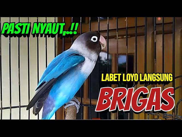 Lovebird Fighter Ngekek Panjang, BARU DENGAR Sesaat, Lovebird LOYO Jadi BRIGAS NYAUT BUNYI class=