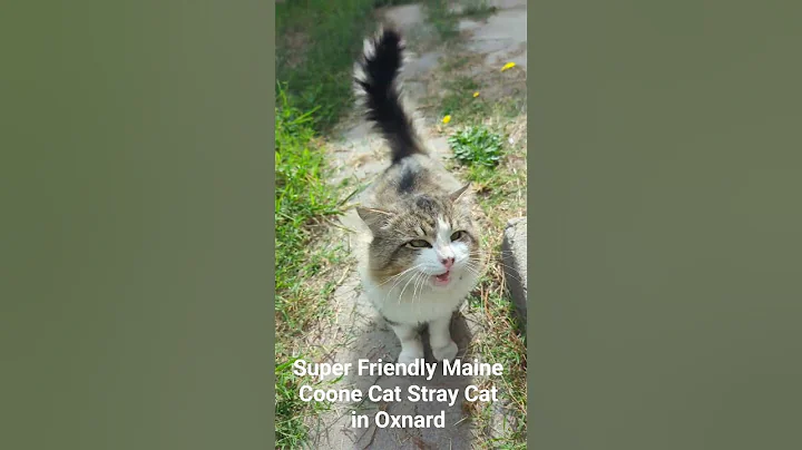 Video 11558801: maine coon cat, stray cat