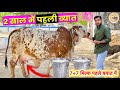 Top gir cow collection in ansuya gaudham 1 st biyat ki hifer ka milk 77 liter