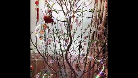 ĐÓN GIAO THỪA 2020 - QUÊ NGOẠI BẮC GIANG