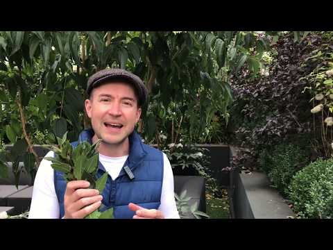 Pruning bay trees with Lee Bestall