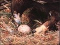 Golden Eagle Raises Geese - an excerpt from the film "Gifts of an Eagle"