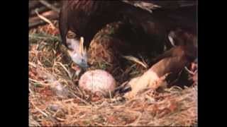 Golden Eagle Raises Geese - an excerpt from the film Gifts of an Eagle