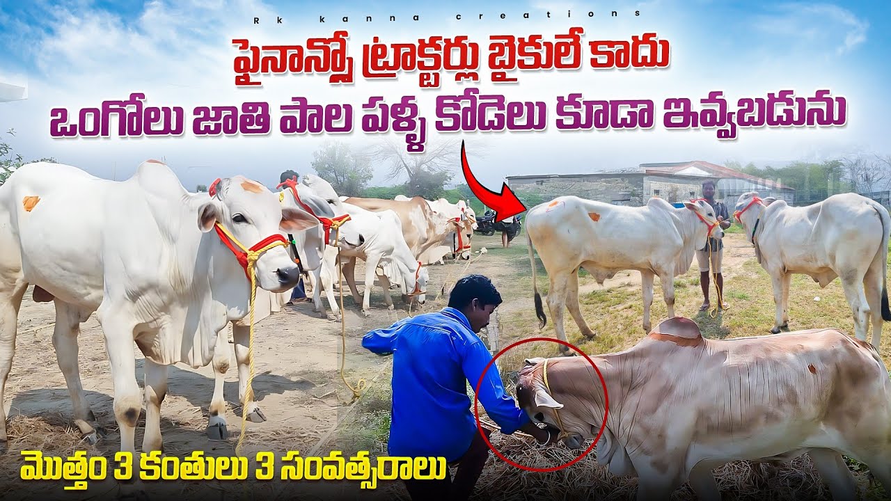 ఫైనాన్స్లో ట్రాక్టర్లు బైకులే కాదు ఒంగోలు జాతి పాలపల్ల కోడెలు కూడా ఇవ్వబడును-ongole milk teeth bulls