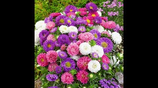 How to Grow Asters from Seed / Så Asters