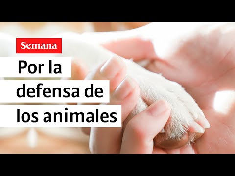 ¿Cómo erradicar el maltrato animal en Colombia?