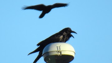 5 Different Raven Sounds & Warning Calls