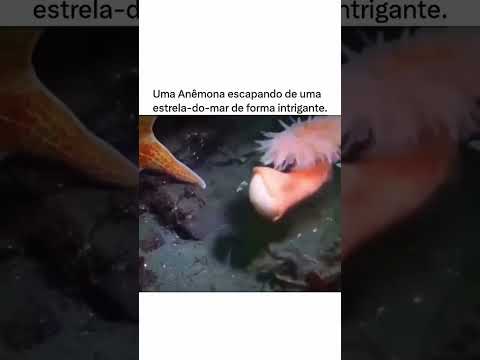 eu fugindo dos problemas kkk #humor #memes #comedia #tops #viral #reels #fy #funnyvideos #engraçado