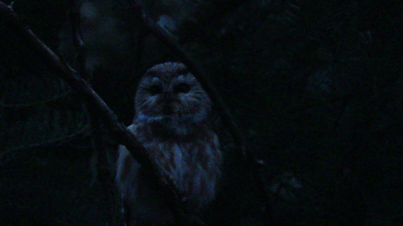 Owls Tracy Aviary Conservation Science