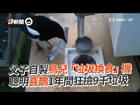 父子DIY鳥兒「垃圾換食機」喜鵲1年狂撿9千垃圾｜科技｜設計｜環保