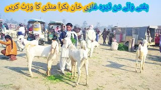 Dera Ghazi Khan Bakra Mandi Ka Visit Date |11||12:2021 Shahzaib goat farm DGK
