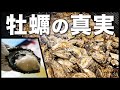 【徹底調査】生牡蠣を安心して食べるには？これが答えです。"世界一"の牡蠣の会社が辿り着いた、本当に安全でおいしいカキを知って欲しくて動画にしました。｜安全｜海洋深層水｜浄化｜ノロウイルス｜キャンペーン