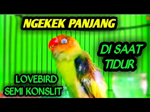 Lovebird ngekek panjang semi konslet | cocok buat pancingan Lovebird bisu.
