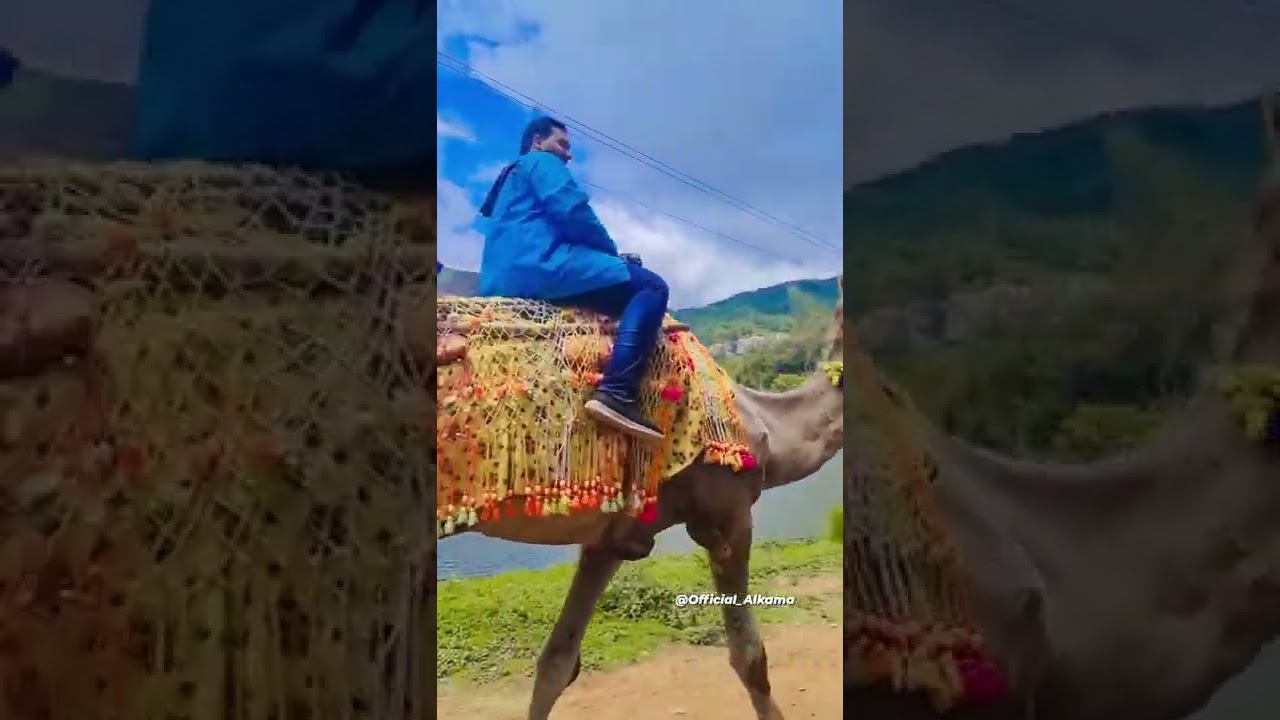 Camel Ride 