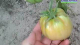 Теплица, ставим беседку =) Теплица, ставим беседку =)