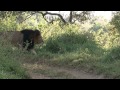 South Africa : Safaris et Animaux Sauvages