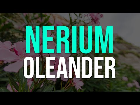 Video: Oleander se întoarce în fiecare an?