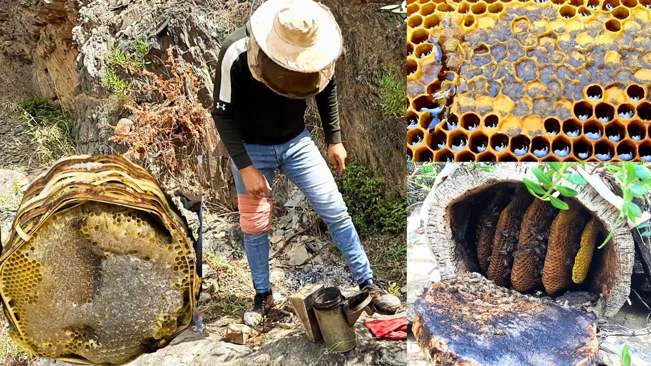 هكذا يتم استخراج العسل البلدي طبيعي بطريقة تقليدية أجدادنا في جبال الريف ايت وياغر 