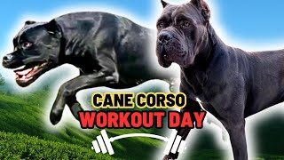 The Secret to My Cane Corso Boys Physiques | The Corso Bros Farm Life