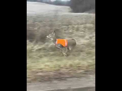 Bambi looks good in orange: vested deer spotted frolicking in Hillsdale County