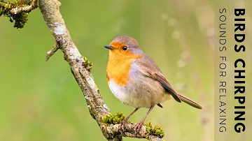 Bird Sounds for Relaxation and Sleeping - 11 HOURS of Birds Singing, Relieve Stress and Beat Anxiety