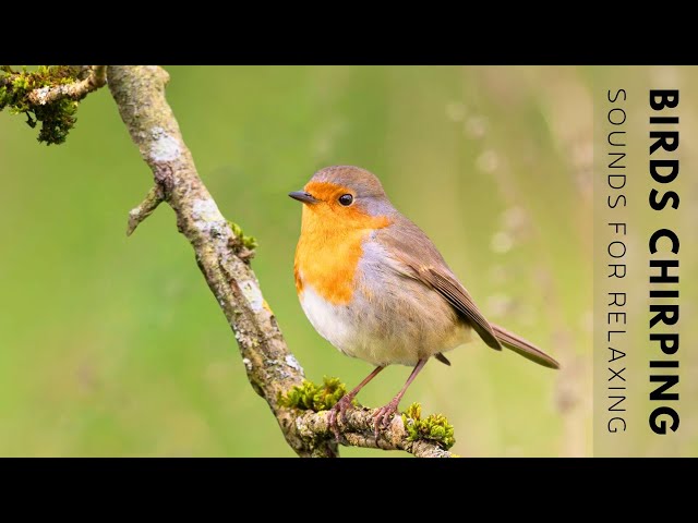 Bird Sounds for Relaxation and Sleeping - 11 HOURS of Birds Singing, Relieve Stress and Beat Anxiety class=