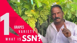 Grapes Variety SSN & Sonaka ??2022 एस एस एन,  सोनाका  || Kemo Vlog1/2022 द्राक्षाची नवीन व्हरायटी