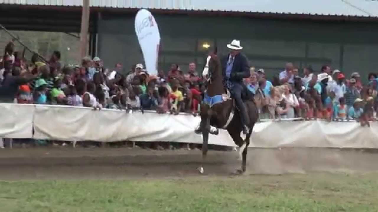 Victory Round Philippolis 2014 Five Gaited Horse