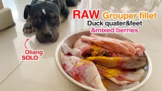 Oliang The Pit Bull Solo Eats Raw Grouper Fillet & Duck Combo Asmr Barf Mukbang