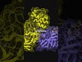 🧬 Divergent Pathways for Sulfated Glycan Creation #sciencefather #Researcher #chemicals