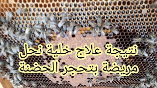 فحص خلية نحل عالجتها من مرض تحجر الحضنة