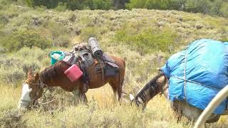 Borreguero en EEUU trasladando carpa en las montañas de Nevada