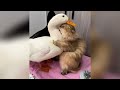 何もないところでビビる猫の謎行動【ホラーより怖い?】