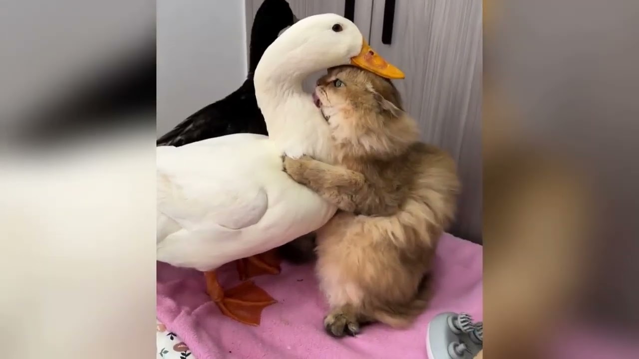 何もないところでビビる猫の謎行動【ホラーより怖い?】