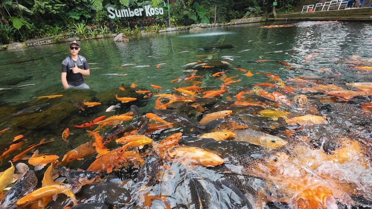SUMBER KOSO NGAWI 2025 Jernihnya Mata Air Alami & Serunya Bermain Dengan Ikan Gemoy🐟