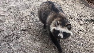 When I was sitting on a bench, both a raccoon dog and a cat came to greet me.