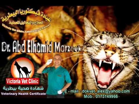 عيادة فيكتوريا البيطرية للحيوانات الاليفة