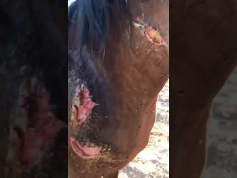 علاج الخيل المصابة بجروح عميقة وصفة مجربة